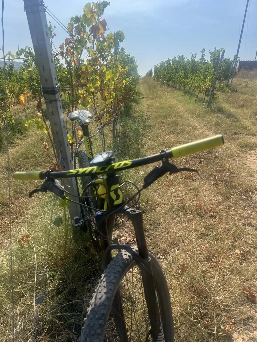 A bicycle among the vines in the Tikvesh region