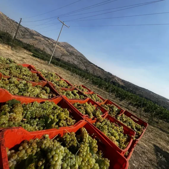 Freshly harvested grapes in the Tikvesh wine region