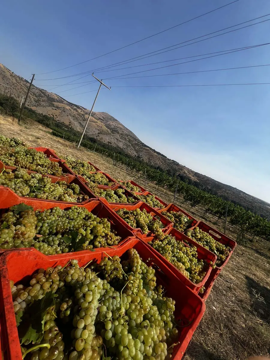 Freshly harvested grapes in the Tikvesh wine region